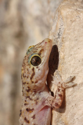 Turkish gecko Hemidactylus turcicus tur¹ki gekon_MG_3455-11.jpg