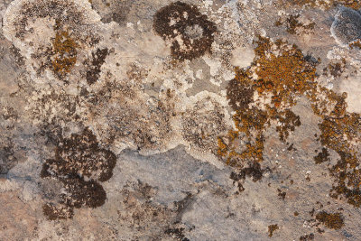 Lichens on stone li�aji na kamnu_MG_6765-11.jpg