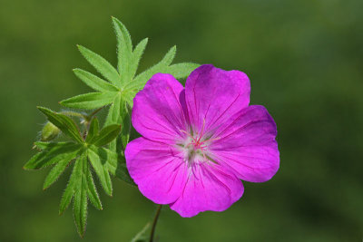 Bloody cranesbill Geranium sanguineum krvavordeča krvomočnica_MG_3662-11.jpg