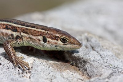 Dalmatian wall lizard Podarcis melisellensis kraka kuarica_MG_6439-11.jpg