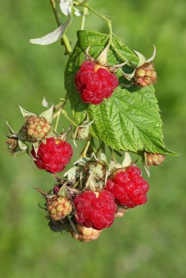 Raspberry malina_MG_5805-11.jpg