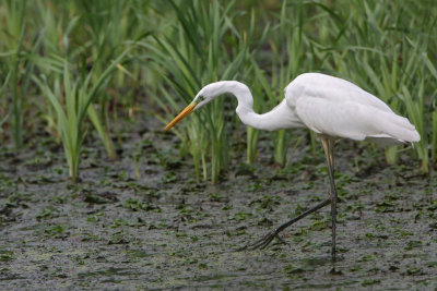 Great white egret Egretta alba velika bela čaplja_MG_4926-111.jpg