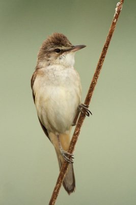 Great reed warbler Acrocephalus arundinaceus rakar_MG_3344-11.jpg