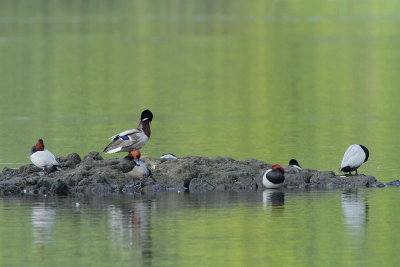 Ducks race_MG_3195-11.jpg