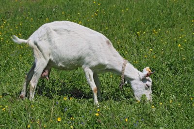 Goat Capra domestica koza_MG_3166-11 2.jpg