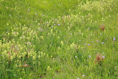 Dry meadow suhi travnik_MG_8190-11.jpg