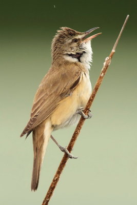 Great reed warbler Acrocephalus arundinaceus rakar_MG_3351-111.jpg