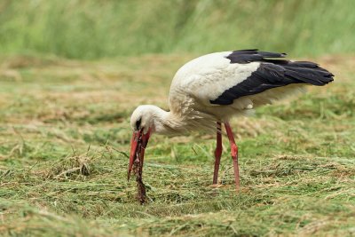 White stork Ciconia ciconia bela torklja_MG_3696-111.jpg