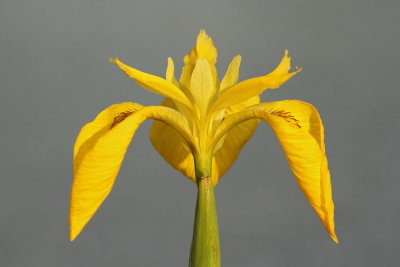 Yellow flag Iris Iris pseudocorus vodna perunika_MG_2672-111.jpg