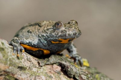 Yellow-bellied toad Bombina variegata hribski urh_MG_9205-111.jpg