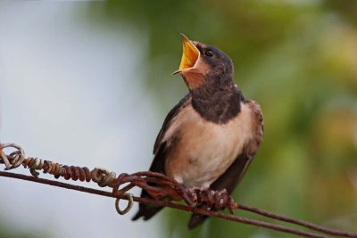 Hungy swallow lačna lastovka_MG_3764-11.jpg