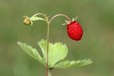 Woodland strawberry Fragaria vesca navadna jagoda jagodnjak_MG_8589-11.jpg