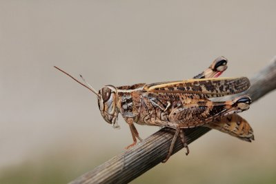 Italian locust Calliptamus italicus laka kobilica_MG_3552-11.jpg