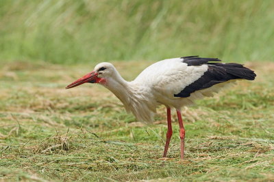 White stork Ciconia ciconia bela torklja_MG_3701-11.jpg