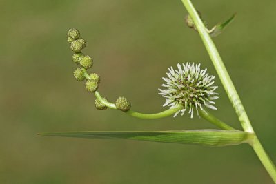 Branched bur-reed Sparganium erectum pokončni jeľek_MG_3463-11.jpg