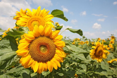 sunflower_helianthus