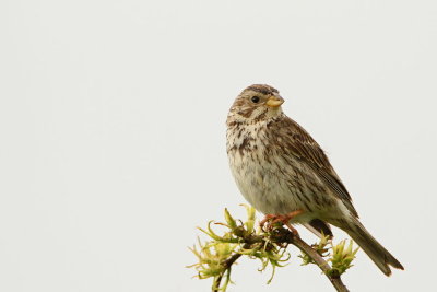 Corn bunting Miliaria calandra veliki strnad_MG_3112-111.jpg