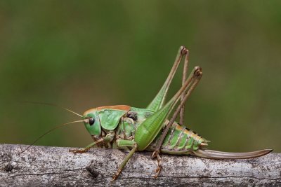 Wart-biter bush cricket Decticus verrucivorus travnika plenilka_MG_8605-111.jpg