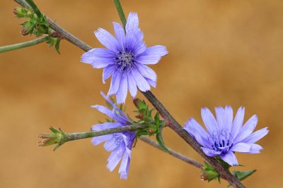 Common chicory Cichorium intybus navadni potro�nik_MG_9376-111.jpg