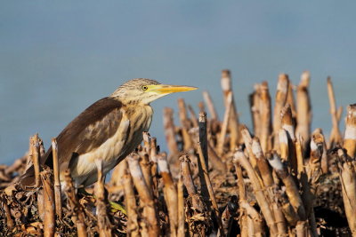 Squacco heron Ardeola ralloides čopasta čaplja_MG_0144-111.jpg