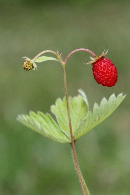 Woodland strawberry Fragaria vesca navadna jagoda_MG_8579-11.jpg