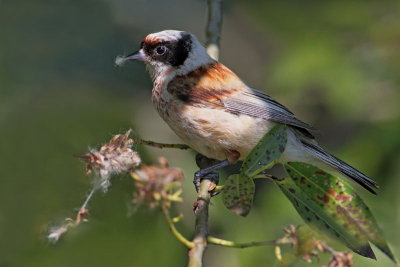 Penduline tit Remiz pendulinus pla�ica_MG_0384-11.jpg