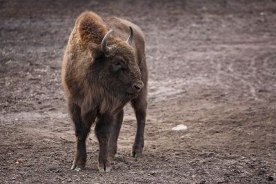  European bison Bison bonasus bizon_MG_3166-111.jpg