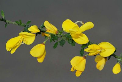 Broom Cytisus scoparius metla_MG_3063-11.jpg