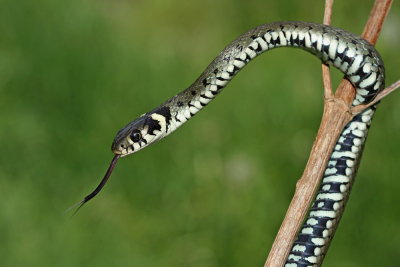 Grass snake Natrix natrix belou�ka_MG_9625-111.jpg