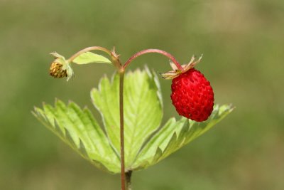 Woodland strawberry Fragaria vesca navadna jagoda_MG_8571-111.jpg
