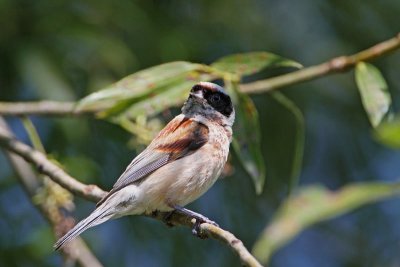 Penduline tit Remiz pendulinus pla�ica_MG_0411-11.jpg