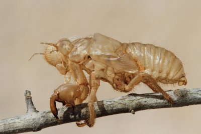 Slough of cicada lev �kr�ata_MG_2125-111.jpg