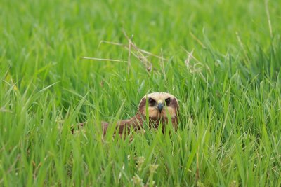 Eurasian marsh harrier Circus aeruginosus rjavi lunj_MG_0894-11.jpg