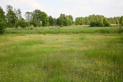 Marsh meadow močvirni travnik_MG_9719-111.jpg