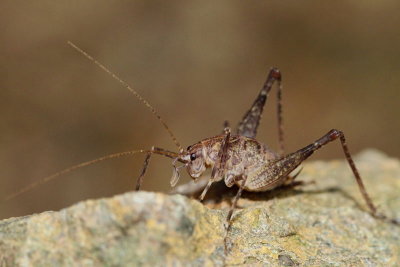 Cave cricket Troglophilus cavicola jamska kobilica_MG_87001-11.jpg