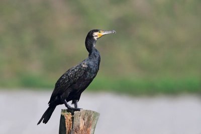 Great cormorant Phalacrocorax carbo veliki kormoran_MG_2994-11.jpg