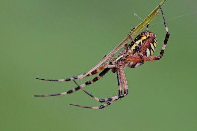 Wasp spider Argiope bruennichi osasti pajek_MG_4066-11.jpg