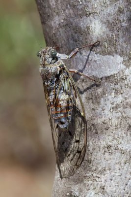 Cicada orni jesenov �kr�at_MG_2104-111.jpg