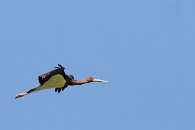 Black stork Ciconia nigra črna �torklja_MG_4209-11.jpg