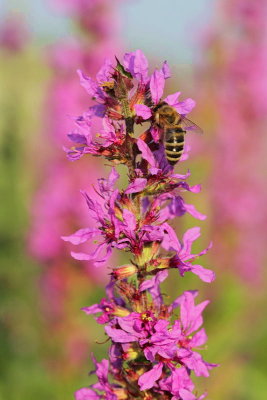 Purple loosestrife Lythrum salicaria navadna krvenka_MG_4132-11.jpg