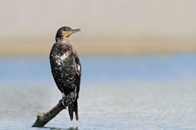 Great cormorant Phalacrocorax carbo veliki kormoran_MG_3013-111.jpg