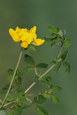 Birdsfoot trefoil Lotus corniculatus navadna nokota_MG_4178-11.jpg