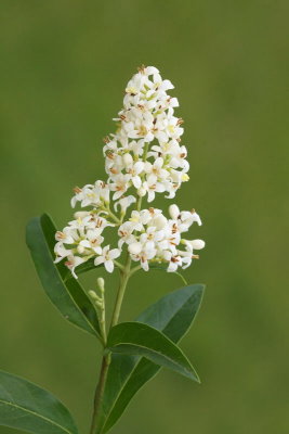 Common privet Ligustrum vulgare navadna kalina_MG_0631-11 2.jpg