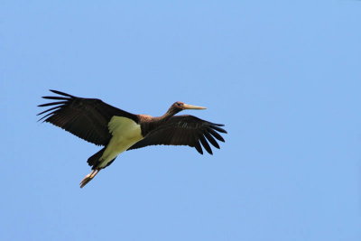 Black stork Ciconia nigra črna �torklja_MG_4205-11.jpg