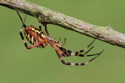 Wasp spider Argiope bruennichi osati pajek_MG_4102-111.jpg