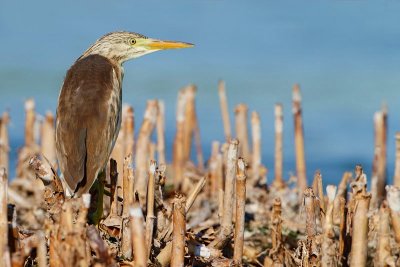 Squacco heron Ardeola ralloides čopasta čaplja_MG_0117-11.jpg