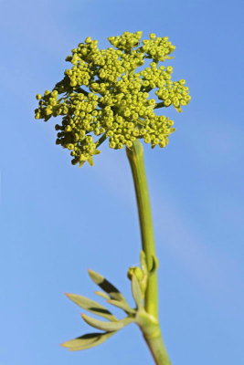 Samphire Crithmum maritimum navadni morski koprc_MG_2170-11.jpg