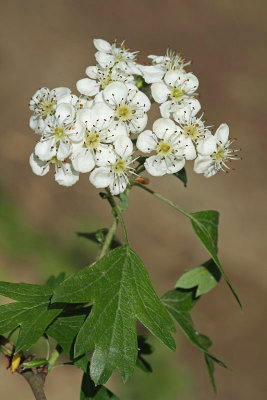 Hawthorn Crataegus monogyna navadni glog_MG_9200-11.jpg