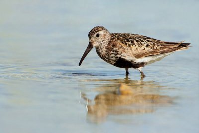 Dunlin Calidris alpina spremenljivi prodnik_MG_3987-11.jpg