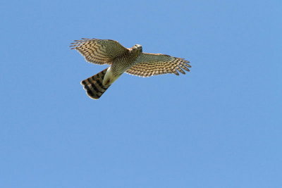 Goshawk Accipiter gentilis kragulj_MG_52161-11.jpg